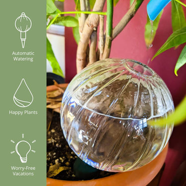 Glass Plant Self Watering Globes, Automatic Houseplant Drip Irrigation for Plants