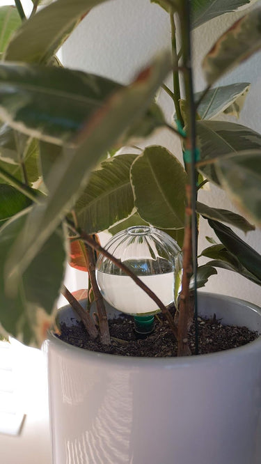 Glass Plant Self Watering Globes, Automatic Houseplant Drip Irrigation for Plants